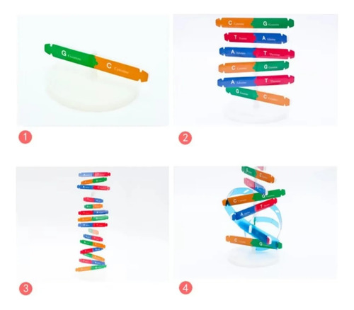Juguete Educativo Model Dna Gene Double Helix