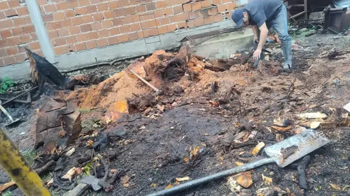 Poda De Arboles Servicio De Poda Tala Extracción De Raíz