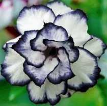 Comprar Rosa Del Desierto En Y Semillas De Adenium Obesum 8 Semillas