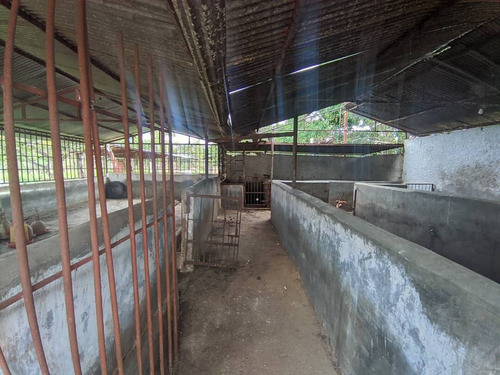 Imagen 7 de 11 de Venta De Finca En Tinaquillo Estado Cojedes Cod. 12604 Hm 04245552216