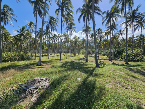 Terreno En Golfo De México, Playa Sol R/a Las Flores, Paraíso Tabasco