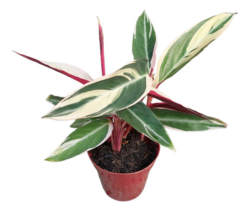 Calathea Trialstar P12