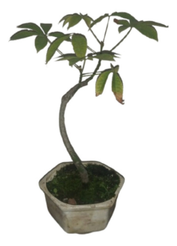 Bonsai De Palo Borracho Ejemplar Joven De Jinsei Bonsai
