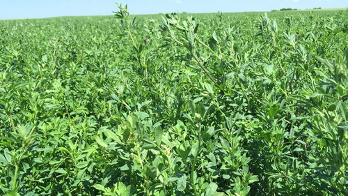 Semillas De Alfalfa Rr X 20 Kg
