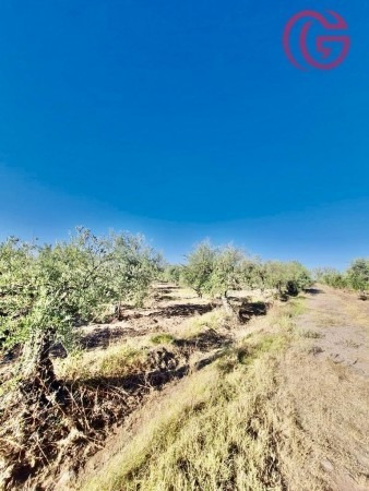 Imagen 6 de 16 de Greenwood Vende Finca Con Potencial