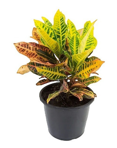Croton Hib Petra P17