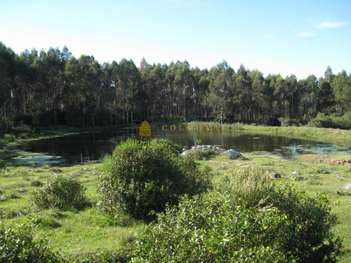 Campo En Rocha - Ideal Para Descanso - Consulte !!!!!- Ref: 3174