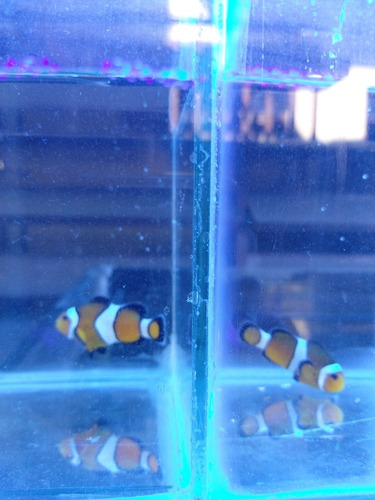 Imagen 1 de 6 de Payasos Ocellaris Acuario Marino