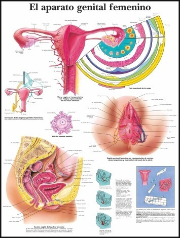 Aparato Reproductor Femenio - Anatomía - Lámina 45x30 Cm.