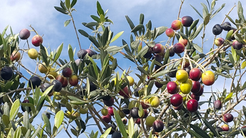 Imagen 5 de 8 de Aceitunas Verdes Yancanelo Bidón 1 Kg X 4 U