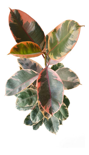 Ficus Elastica Ruby, Planta De Interior.