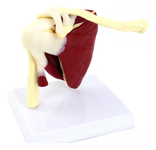 Articulación Del Hombro Humano Con Modelo Muscular