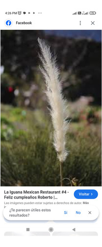 Bothriochloa Laguroides, Pasto Cola De Zorra, 30 Semillas,nv