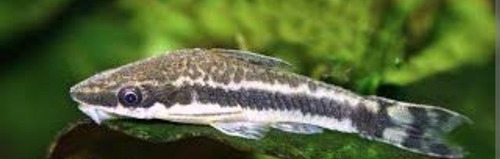 Peixe Limpa Vidro Otocinclus Affinis Pact Com 10 Unidades