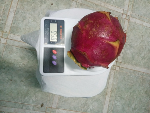 Imagen 6 de 6 de Esquejes De Pitahaya(600)pzas Hilocereus Andatus Andatus