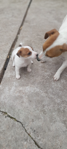 Hermoso Cachorrito Jack Russell