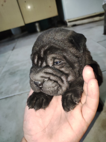 Cachorros Sharpei