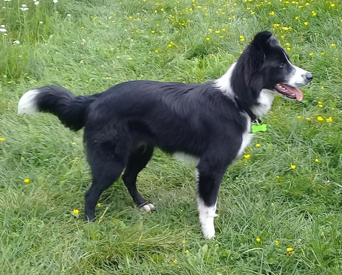 Perro Border Collie Sabe Trucos Super Inteligente