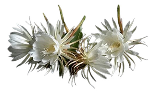Planta Epiphylum Oxipetalum Blanca. Villa Mitre/ Centro