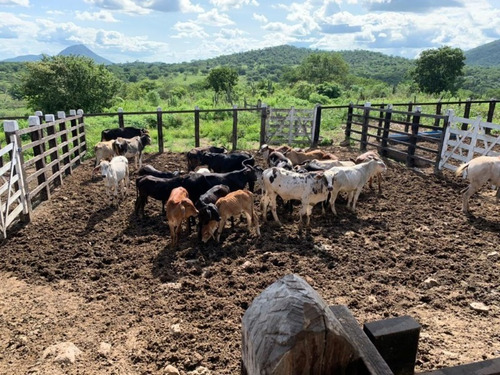 Imagem 6 de 9 de Fazenda Com 214 Tarefas A Venda Em Tanquinho - Afd007 - 70220002