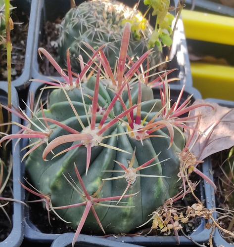 Cactus De Colección Astrophytum - Mammillaria - Ferocactus