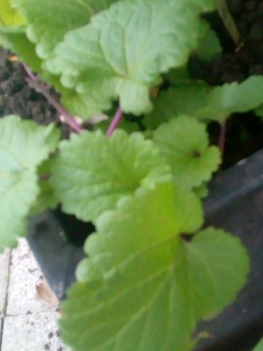 Salvia Procurrens De Pecíolos Morados .nativa.rastrera .