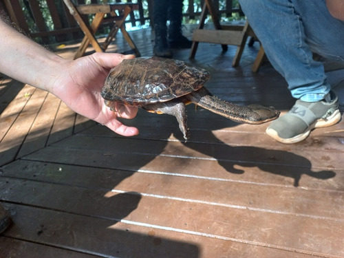 Tortuga De Agua O Tierra ,cuello Largo 