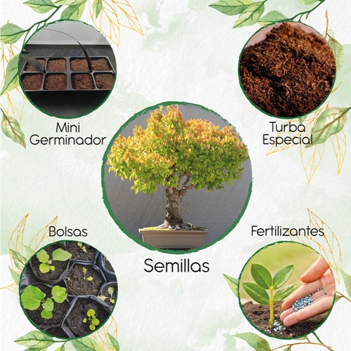 20 Semillas De Bonsái Matarratón Con Kit De Germinación