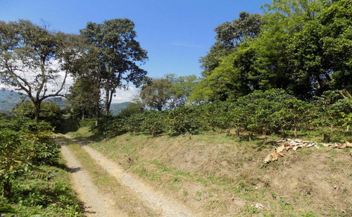 Imagen 6 de 21 de Venta De Finca En Balboa Risaralda