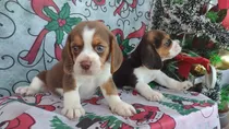 Comprar Beagle Cachorros Machitos Listos Para Entregar.incomparables