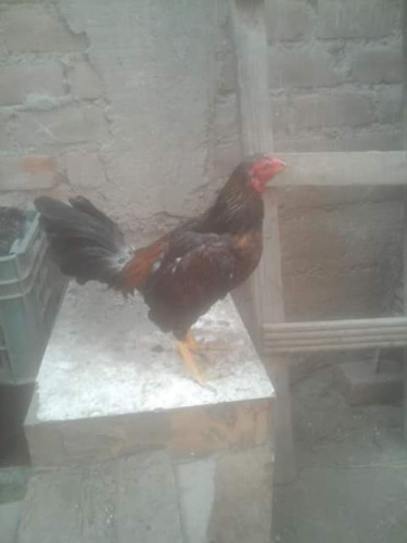 Gallos De Pelea