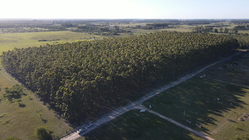 Venta Forestación Monte Caseros Corrientes