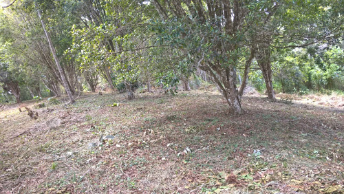 Fazenda 34 Hec. À Venda Em Taperoá-bahia