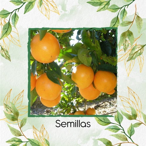 10 Semillas Orgánicas De Naranja