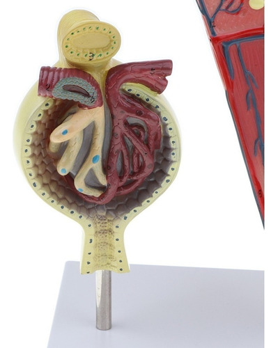 Modelo Anatómico Humano Y Estructura De Los Riñones Humanos,