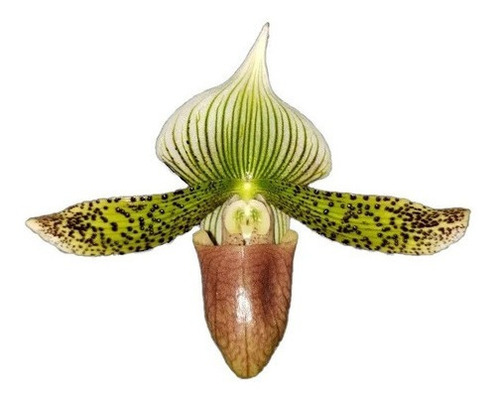 Orquidea Sapatinho Paphiopedilum Urban Vogue Raridade!!!!