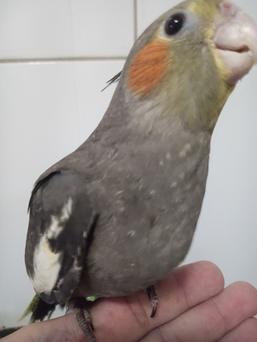 Calopsitas Mansas ( Silvestre )
