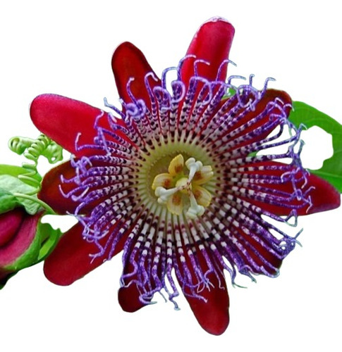 Pasionaria, Flor De La Pasión Passiflora Cuadrangularis 5lts