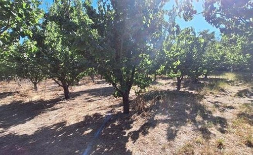 Parcela En Venta En Eliodoro Yañez, Lo Herrera