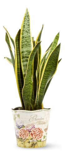 Planta Planta Que Se Llama Lengua De Suegra