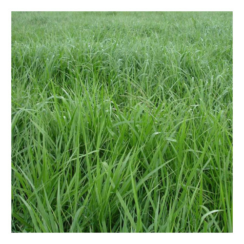 Brachiaria Piatã 1kg Sementes