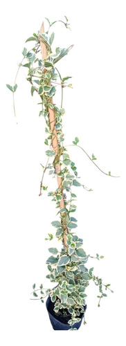 Hiedra Variegada Enredadera/trepadora