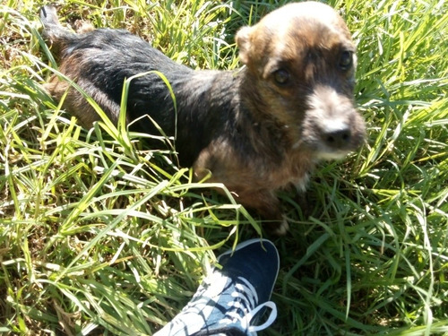 Imagen 2 de 4 de Perrita En Adopción Responsable