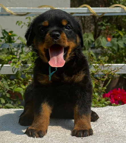 Cachorros Rottweiler.