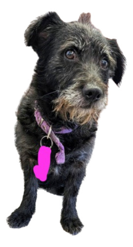 Donato, Cruza De Schnauzer Enano, 100 % Terrier, 3 Añitos