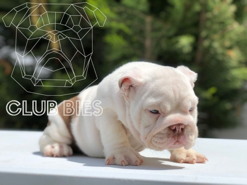 Imagen 5 de 6 de Bulldog Inglés