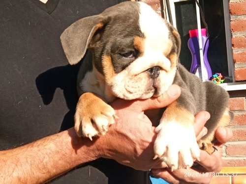 Imagen 3 de 9 de Bulldog Ingles