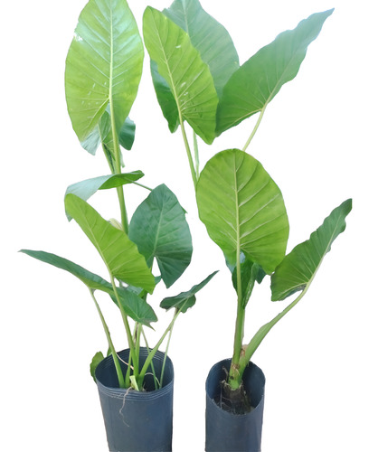 Planta Alocacia Oreja De Elefante