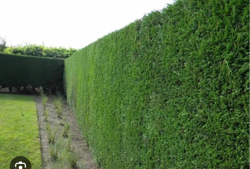 Cerco Vivo Pino Leylandii Somos Productores Verde
