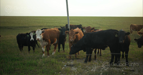 Campo En Arrendamiento - Artigas